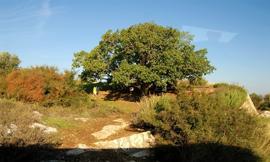 38 给人行按手之礼不可急促