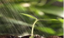 真道种子与圣灵雨水的关系
