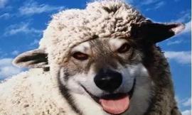 东方闪电的错误之处辨析