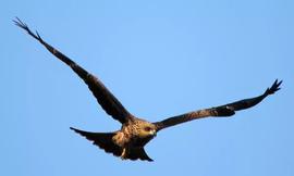 【认识教会】爱心是恩赐而不是属灵的恩赐。最大的属灵恩赐是使徒，最小的属灵恩赐是说方言。