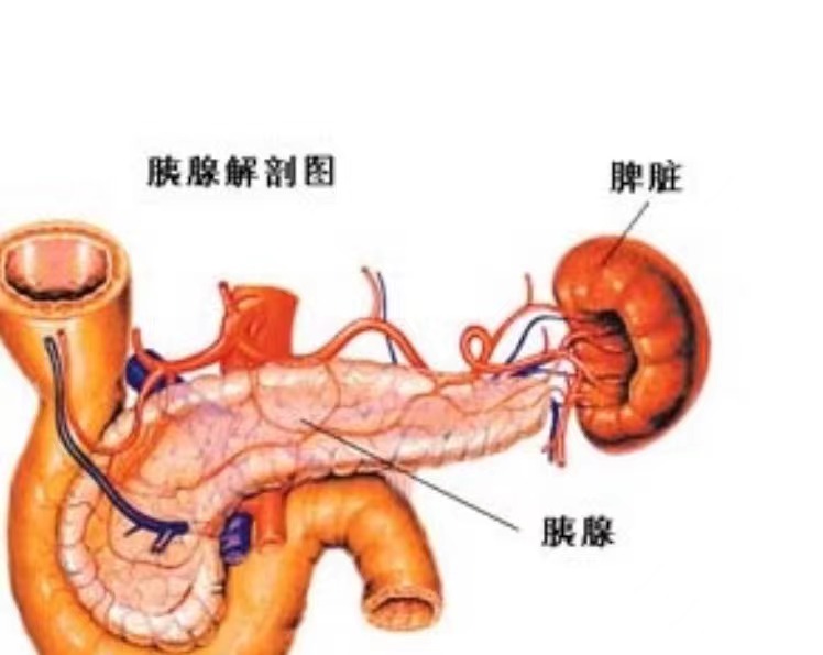 pancreas.jpg